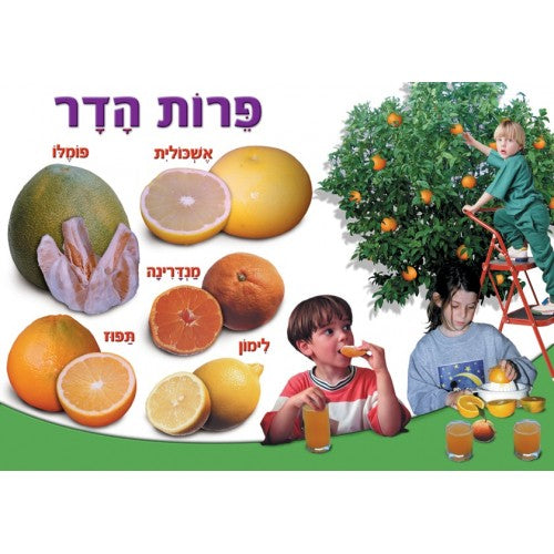 פלקט פירות הדר-בינוני