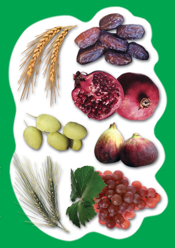 גזירות קרטון שבעת המינים