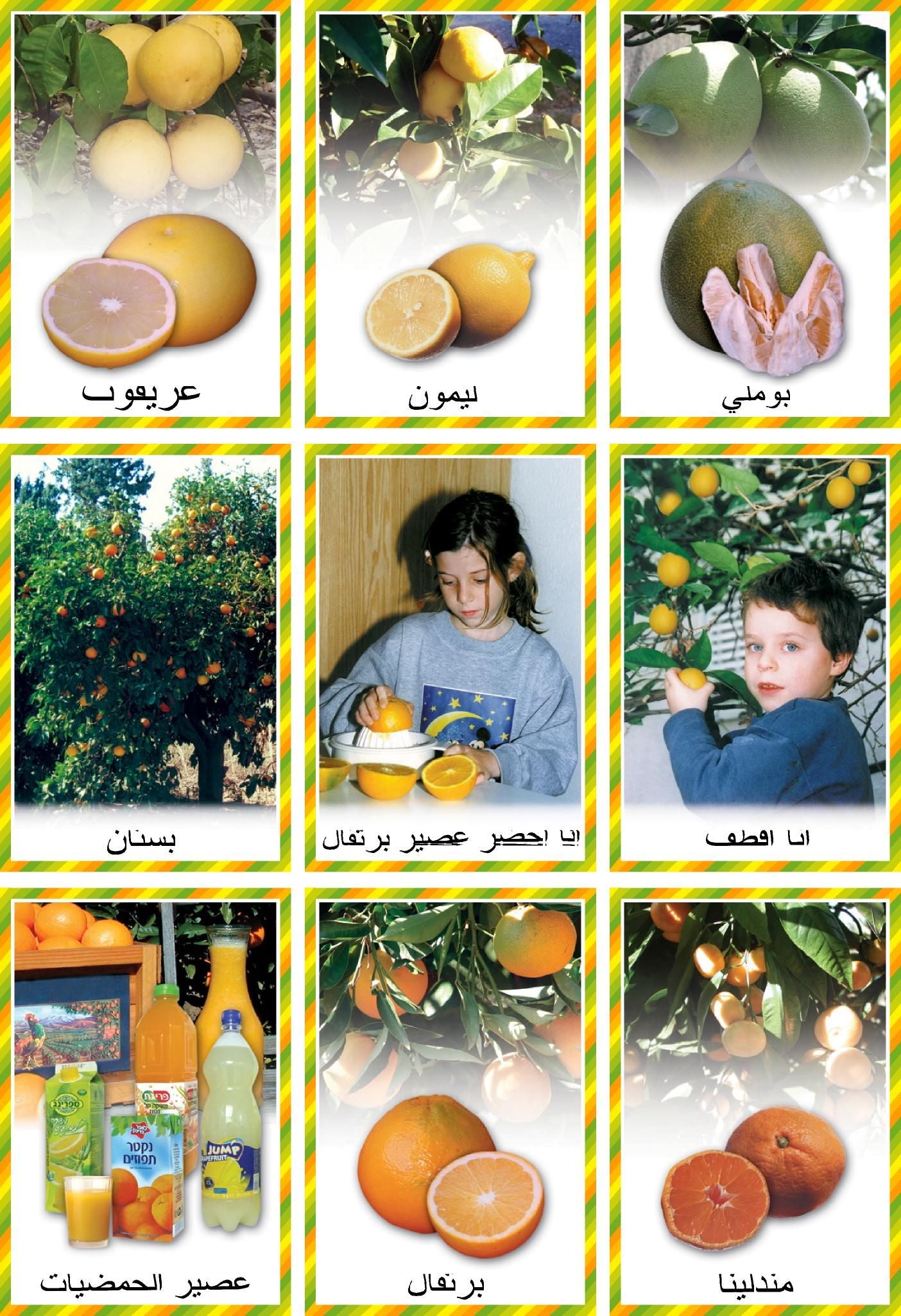 ערכת פירות הדר- ערבית