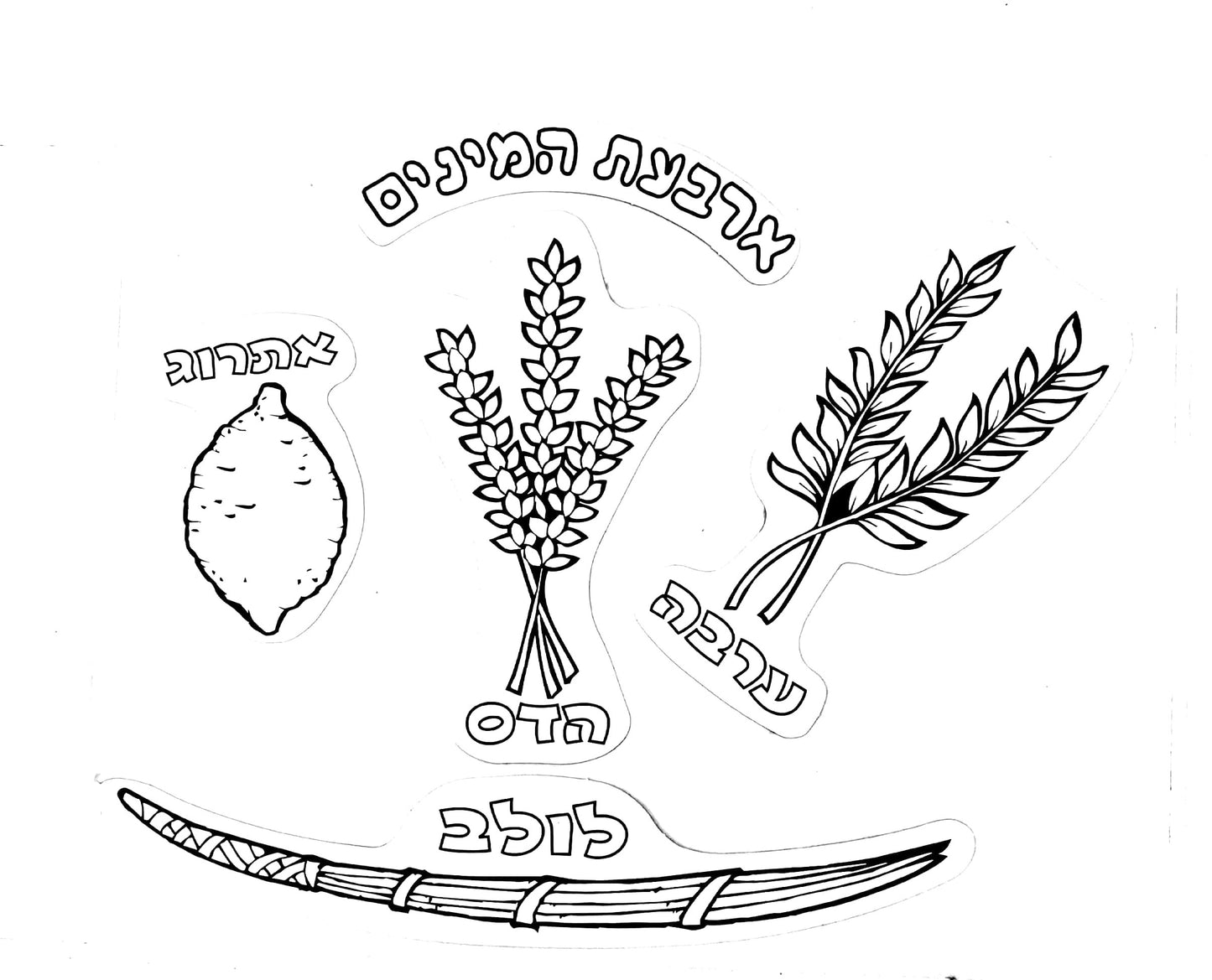 יצירה ארבעת המינים לצביעה
