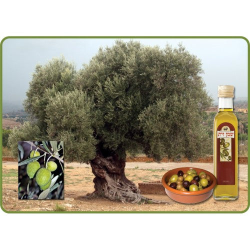 פלקט עץ הזית-עברית