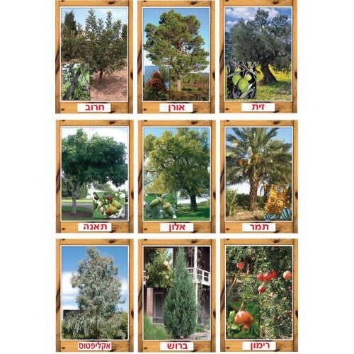 ערכת עצים