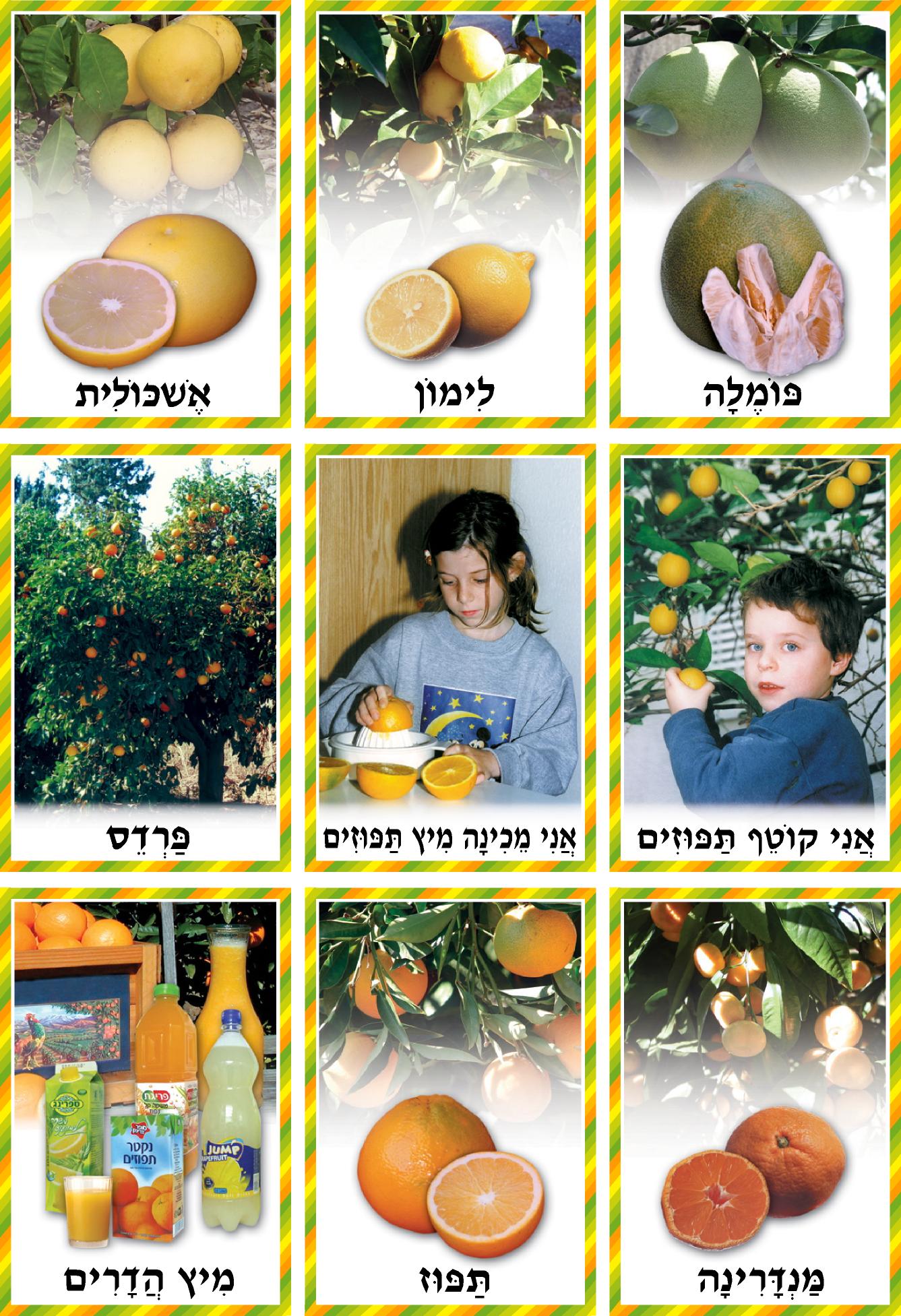 ערכת פירות הדר