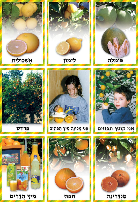 ערכת פירות הדר