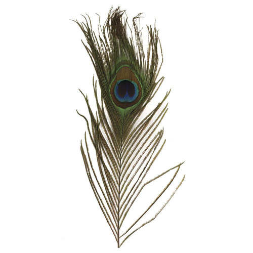 נוצות טווס