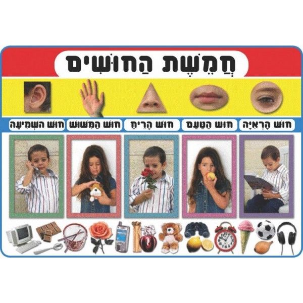 פלקט חמשת החושים